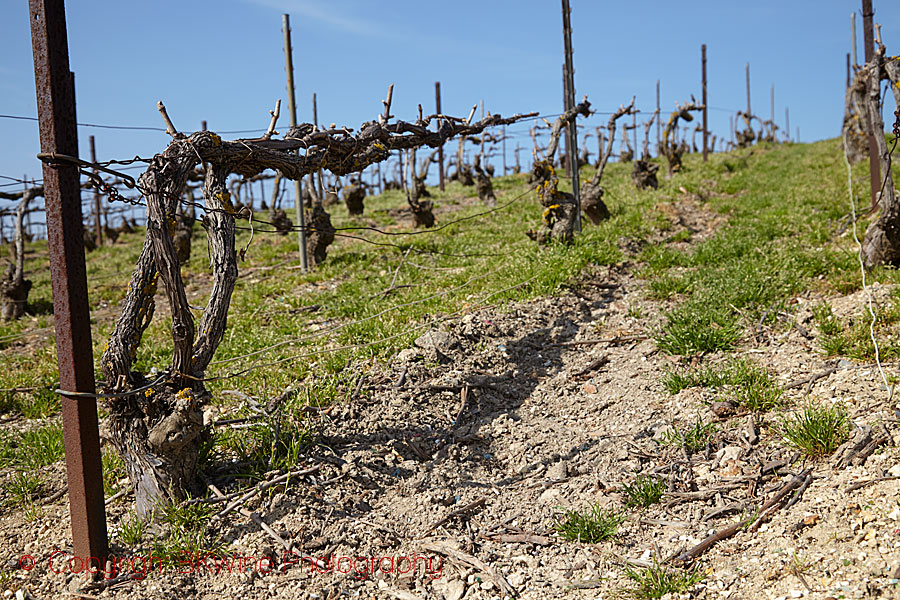 An old vine with taille (pruning) chablis in Champagne