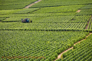 tractor in a vineyard