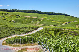 champagne vineyards cote des blancs