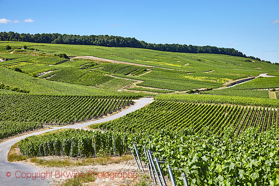 A vineyard on the Cote des Blancs in champagne