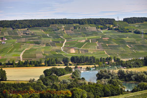 vineyards vallee de la marne champagne