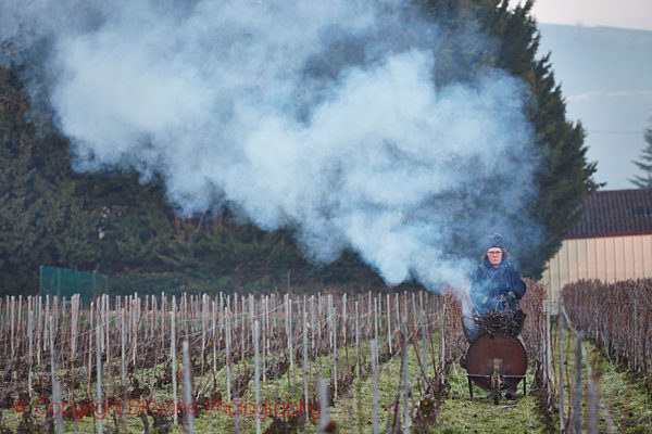 Winter pruning and burning the branches in Champagne