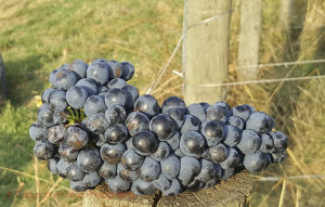 syrah grapes in italy