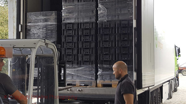 Grapes loaded on the truck in Tuscany to be transported to Sweden