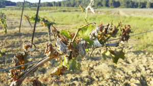 Vine burned by the frost in Languedoc
