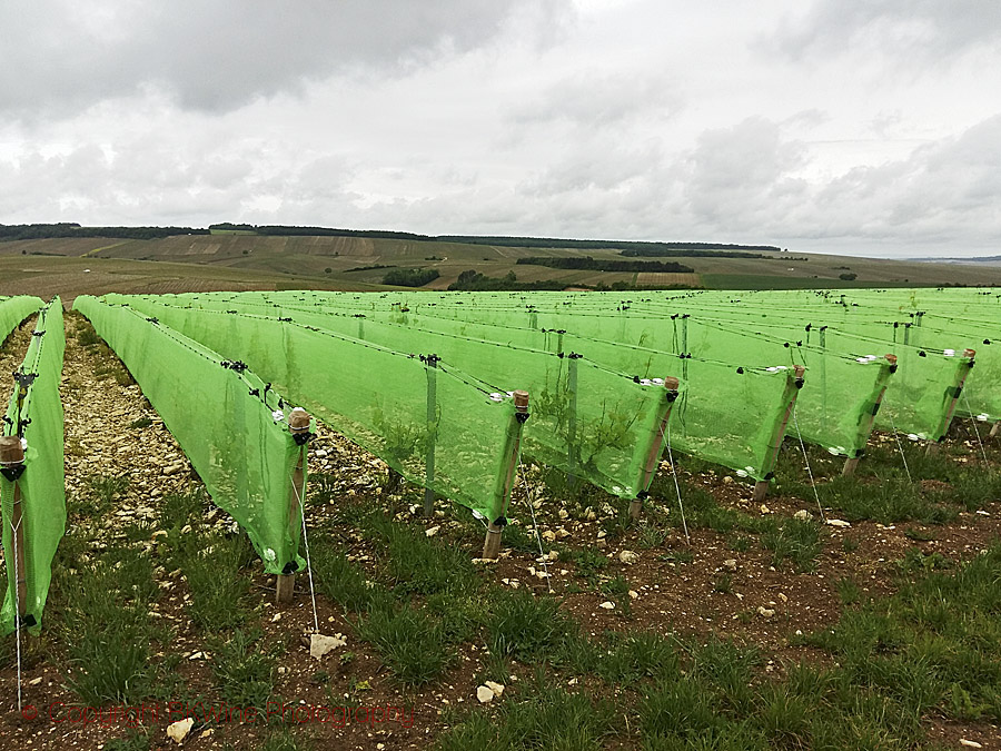 Nets to protect vines from hail in Chablis, Burgundy