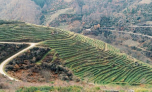 Dominio do Bibei vineyards in Ribeira Sacra