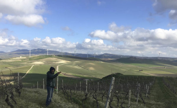 In the vineyards on Sicily