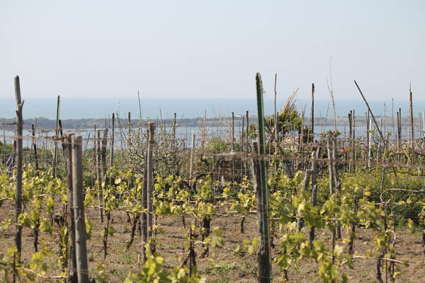 View over Campi Flegrei