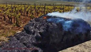 Burning hay bale for frost protection in Burgundy