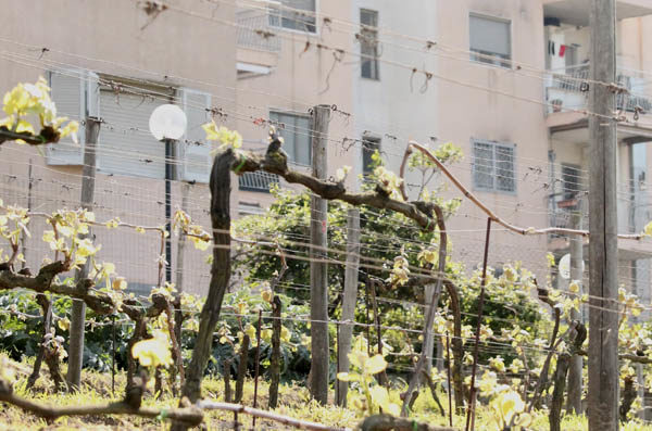 Houses and vineyards intermingle at Campi Flegrei