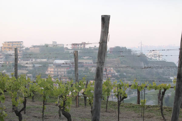 View from Cantine Astroni