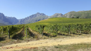 Vineyard landscape near Stellenbosch
