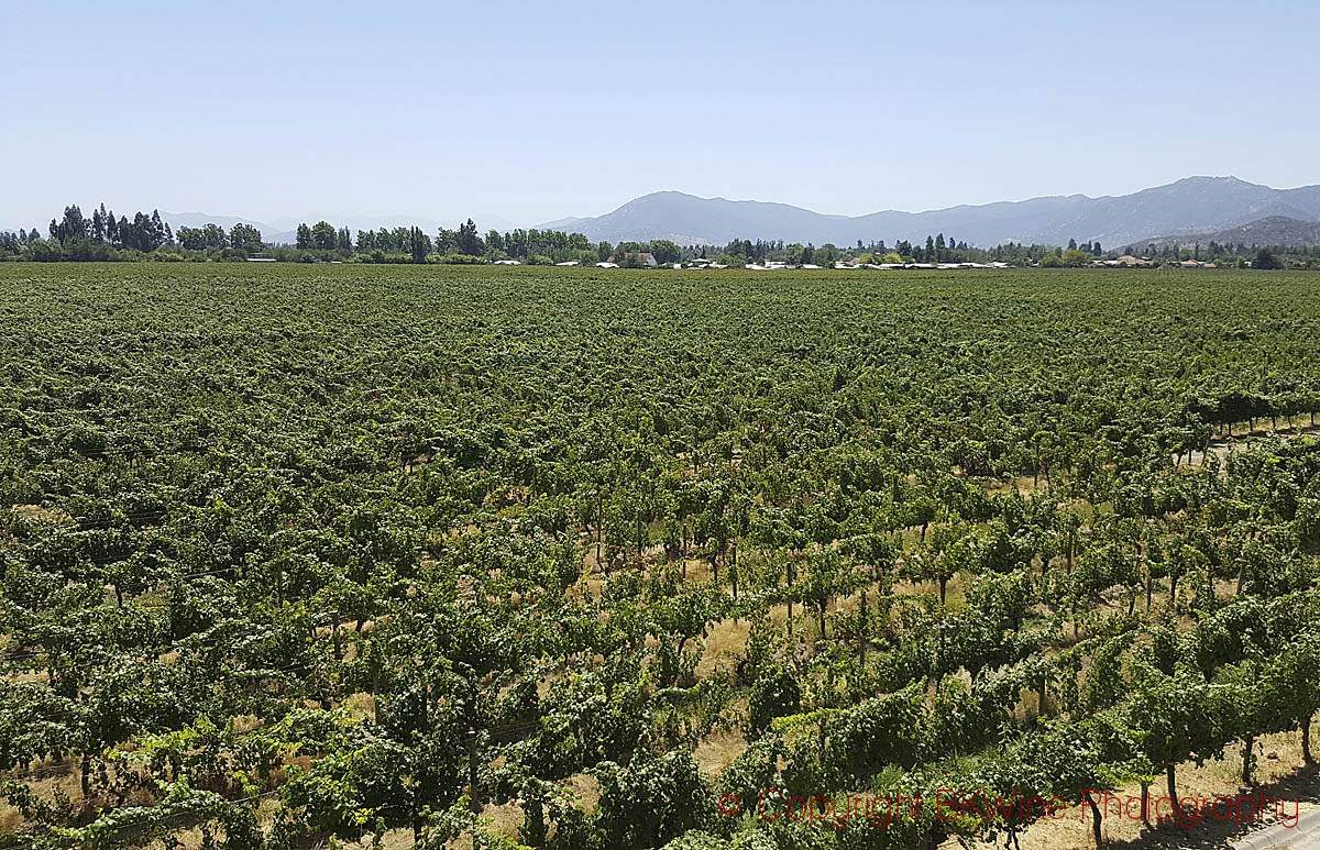 The vineyards at Viña Maquis, Colchagua Valley, Chile