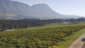 south african vineyard landscape hemel en aarde