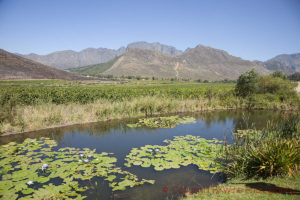 glenwood vineyards