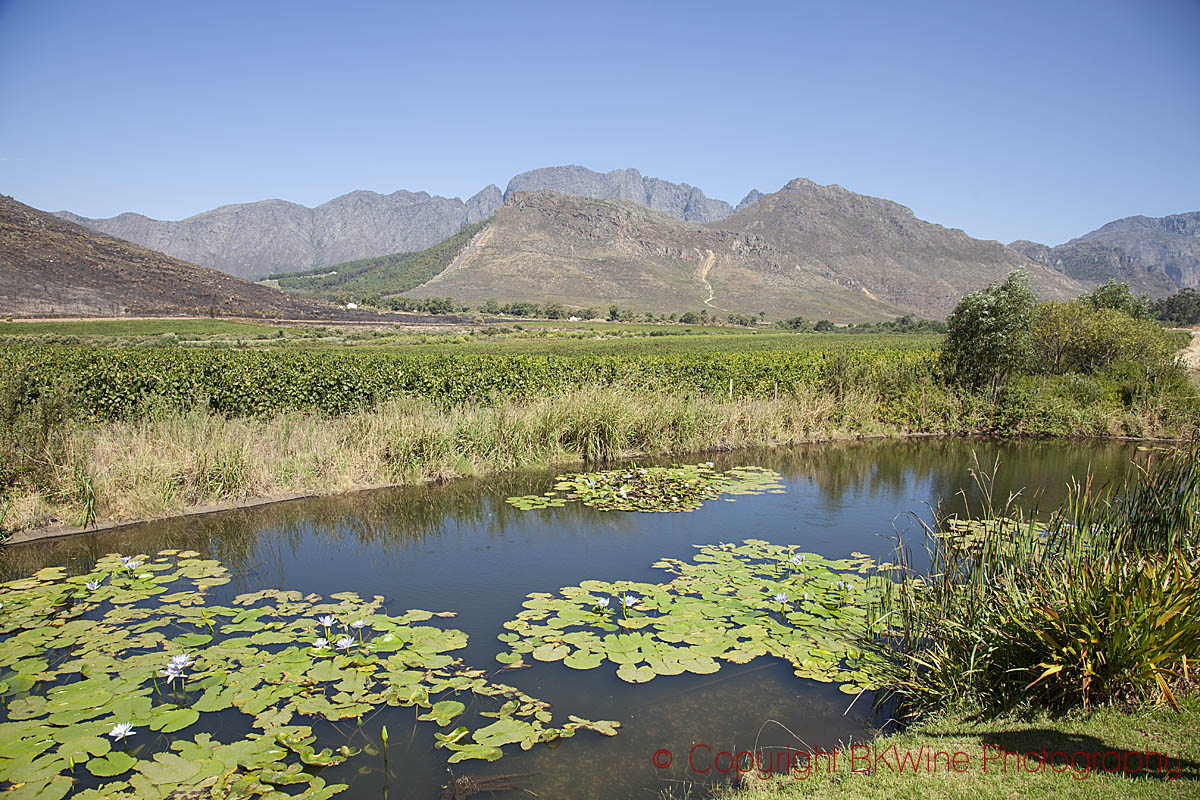 Glenwood vineyards landscape, Franschhoek