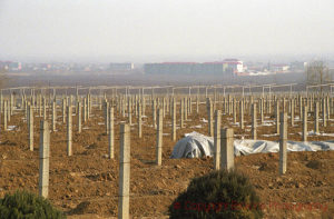 The vineyard at the Great Wall (Hua Xia) Winery, vines covered with soil in winter