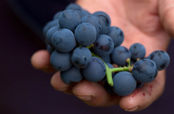 Grapes for Graham Beck Robertson sparkling, South Africa