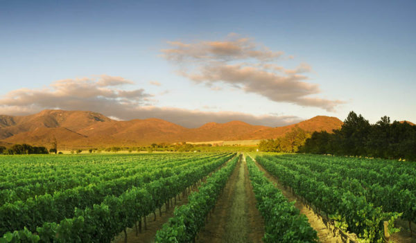 Graham Beck vineyards, South Africa