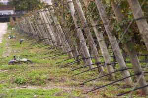 Vines with irrigation tubing. Bacalhoa Vinhos, Azeitao, Portugal