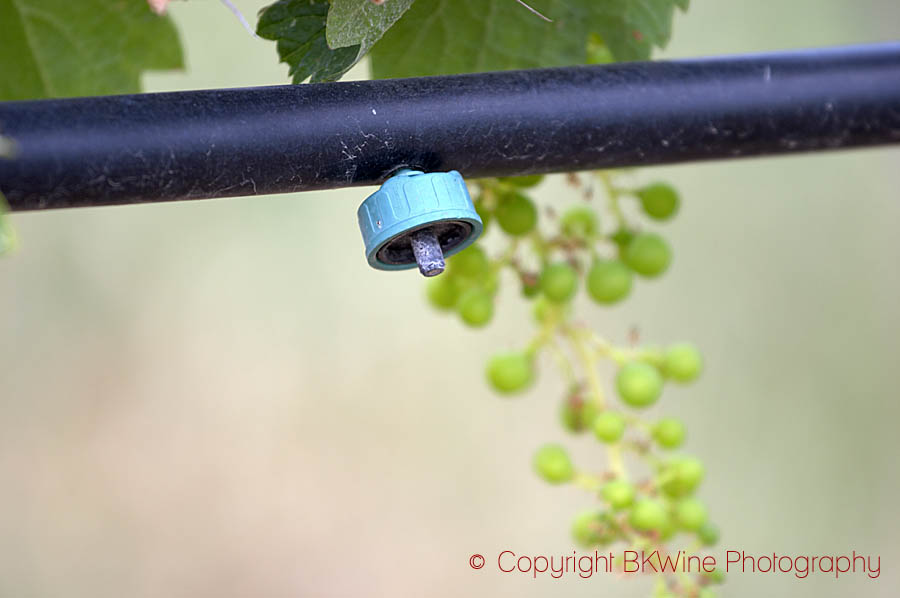 Drip nozzle, on a viner irrigation system at Kir-Yianni Winery, Naoussa, Macedonia, Greece