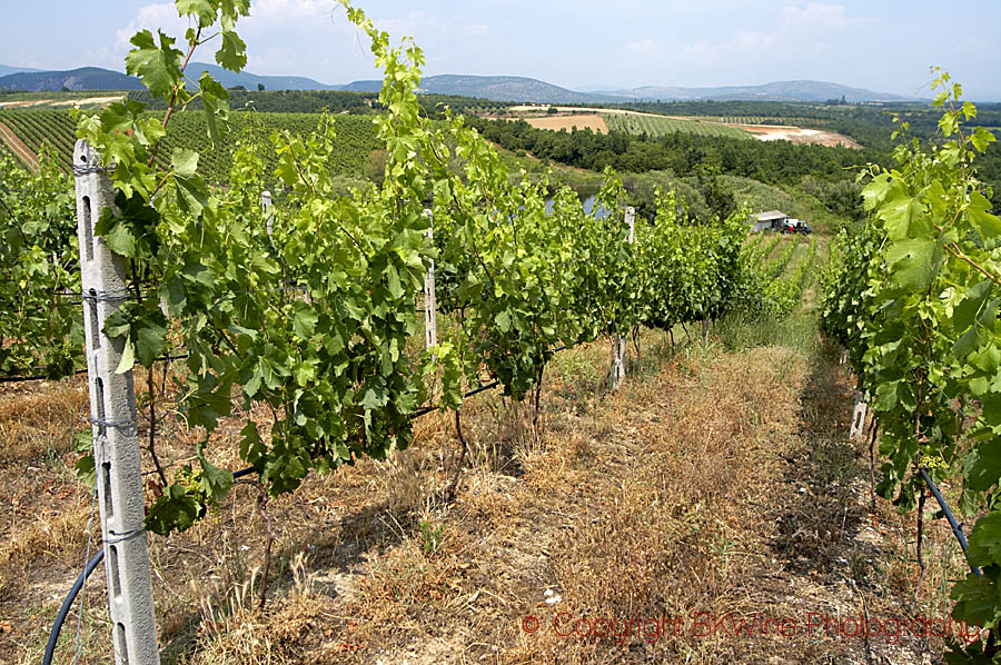 Vineyard, merlot, with irrigation system at Kir-Yianni Winery, Naoussa, Macedonia, Greece