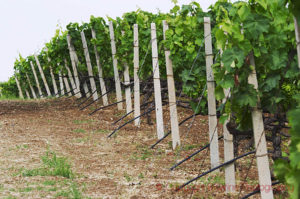 Vineyard with irrigation in the Strantza village near Naoussa, Macedonia, Greece