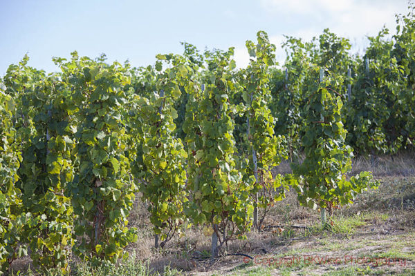 Chenin blanc vineyard at Raats, South Africa