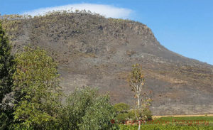 forest fire damage in south africa