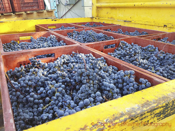 Grape reception at Château Bernateau, Bordeaux