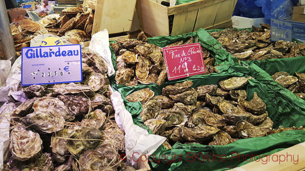 Oysters of different types and sizes