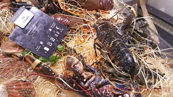 Live lobster from Bretagne (Brittany), a rare luxury