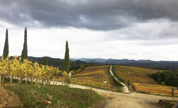 Vineyards at Dievole in Tuscany