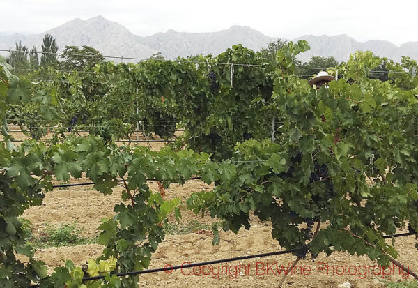 Vineyard in Ningxia