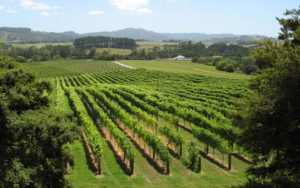 Vineyards in New Zealand
