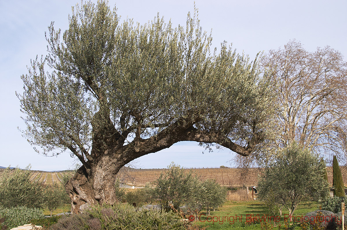 Very old olive tree