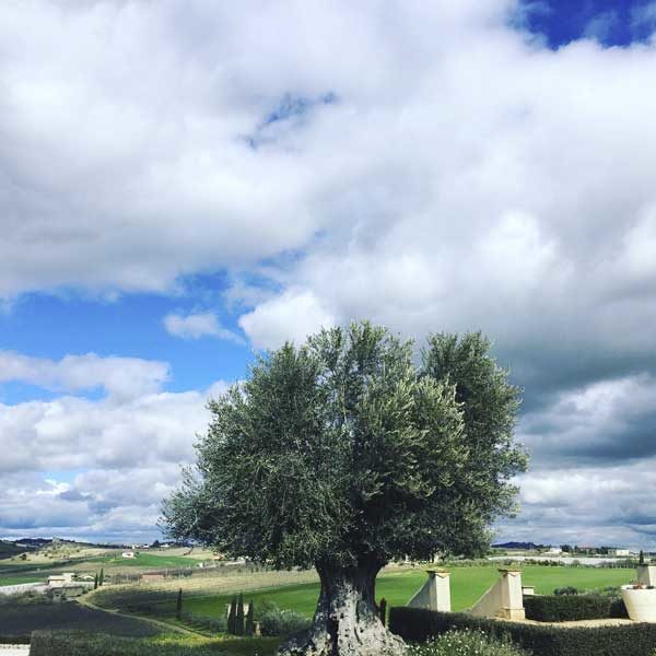 Olive tree in Sicily