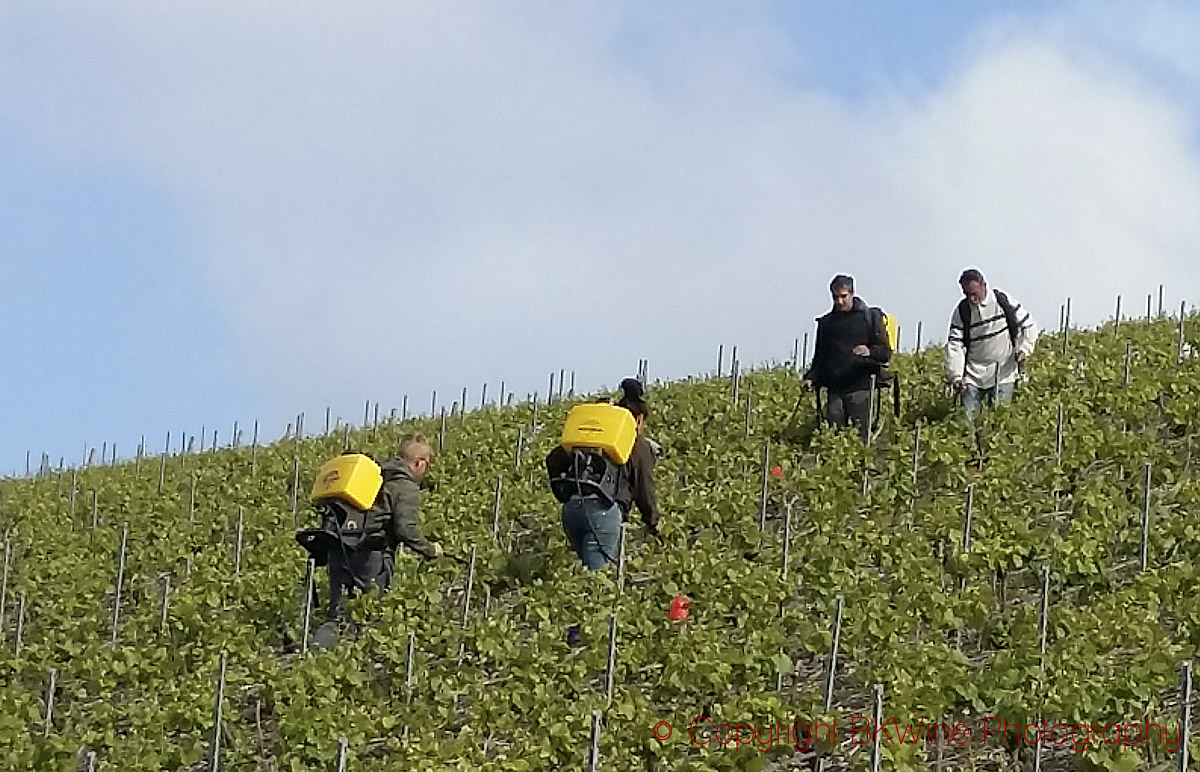 Spraying in Clos des Goisses, Champagne