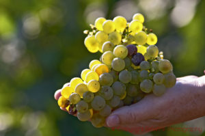 Chardonnay in Meursault, Cote de Beaune, Burgundy, France