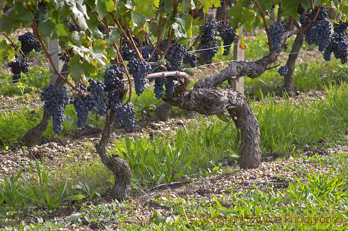 Old vine Cabernet Sauvignon, Chateau Reignac, Bordeaux, France