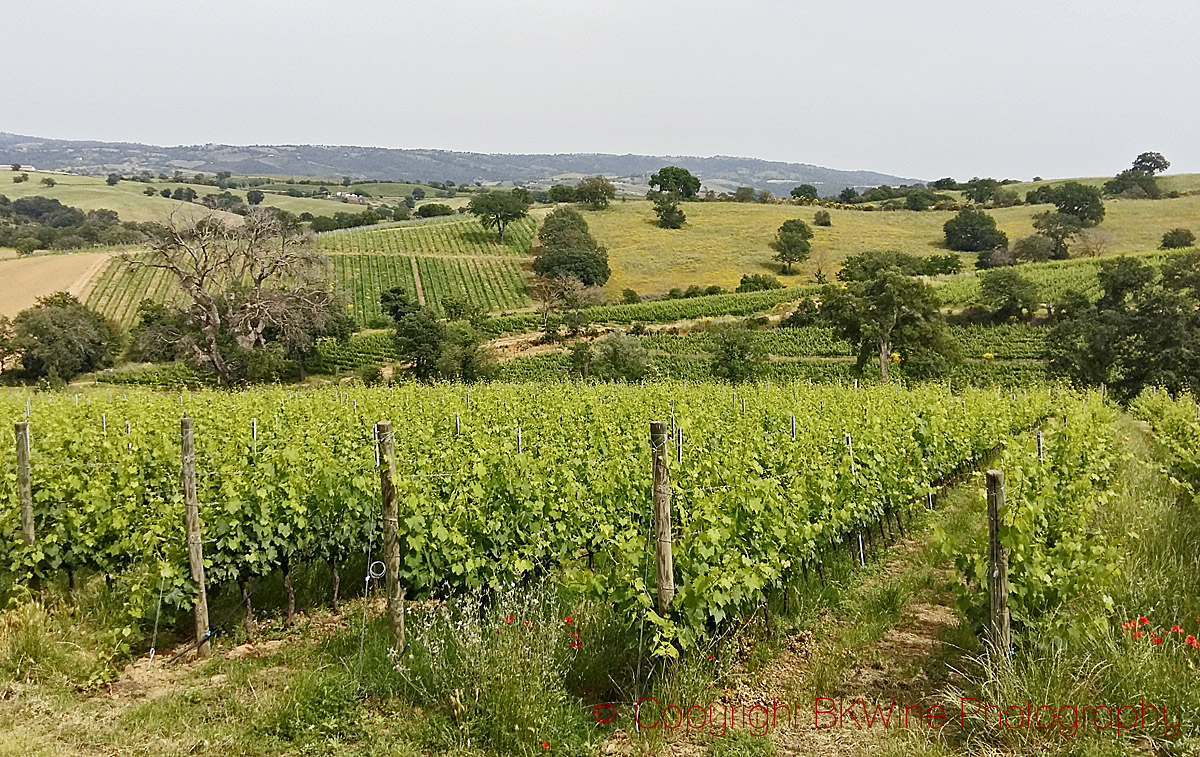 The view from San Felo in Maremma