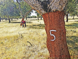 Cork oak tree in Portugal harvest a year with 5