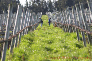 Vineyard workers pruning, Vinedos y Bodega Filgueira, Montevideo, Uruguay