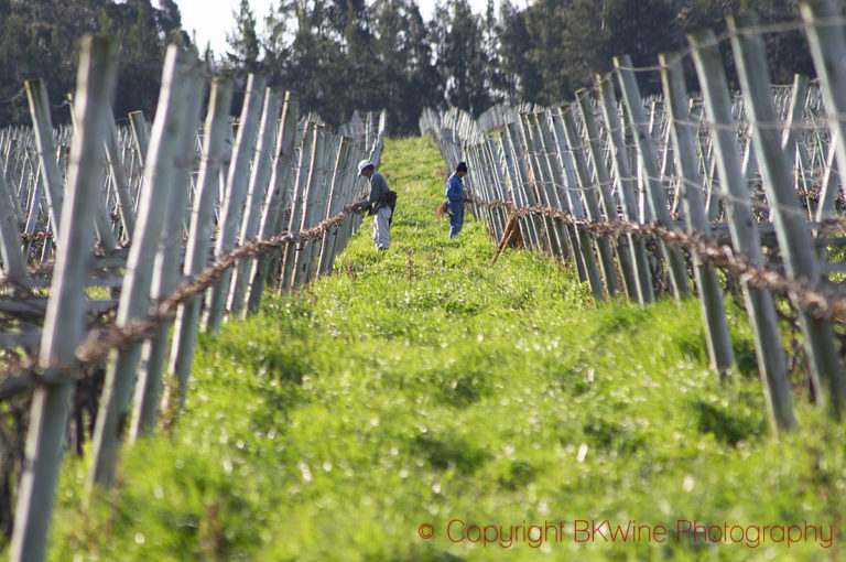 Vineyard workers pruning, Vinedos y Bodega Filgueira, Montevideo, Uruguay