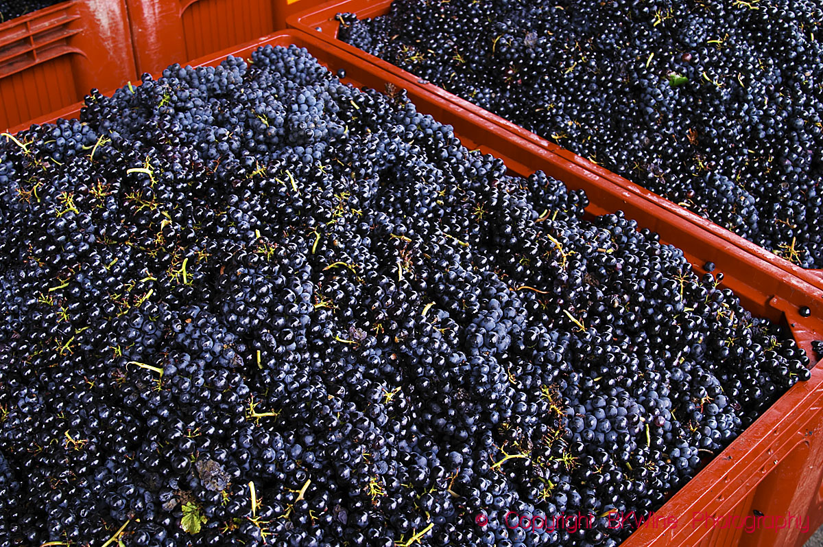 Gamay grapes in Beaujolais, Burgundy