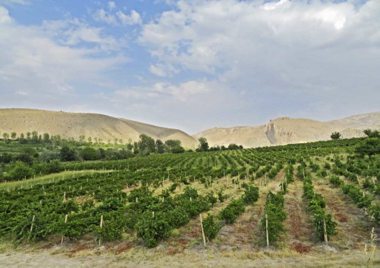 Armenian vineyard landscape