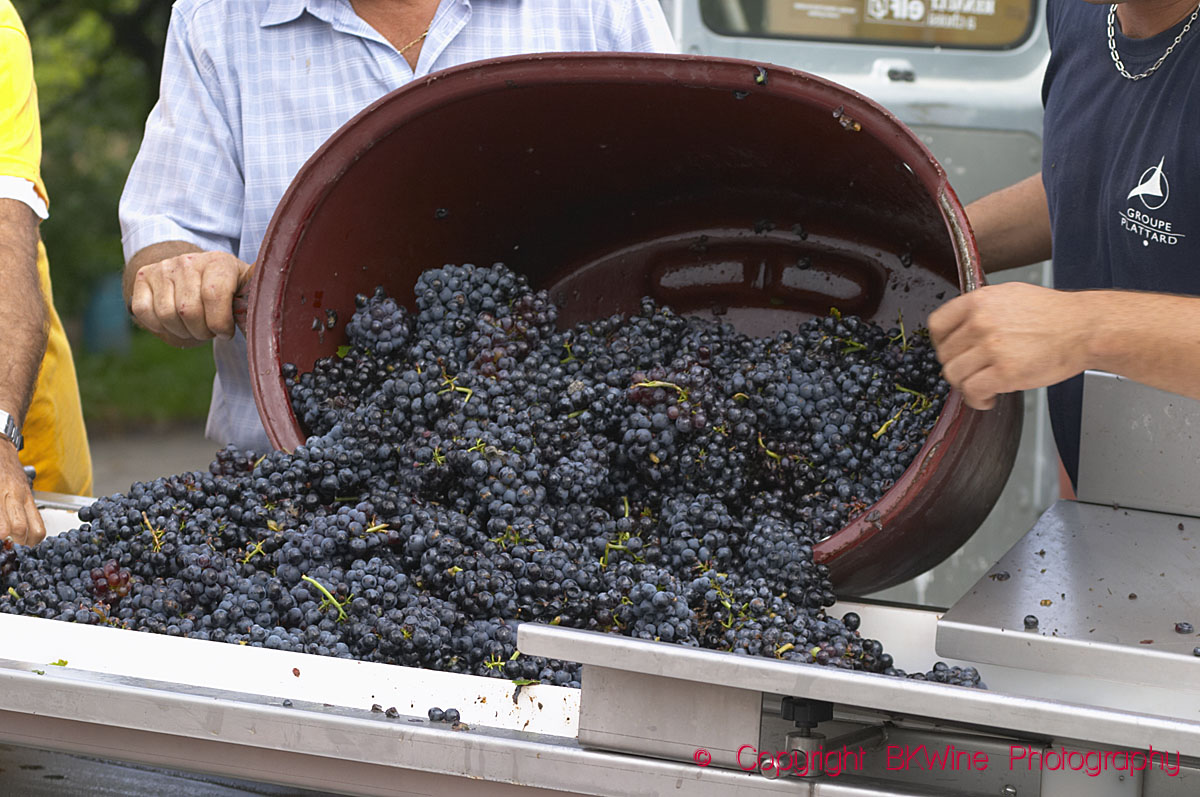 Harvest of gamay grapes in Beaujolais