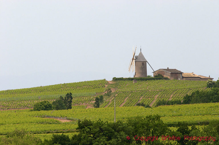Wind mill, vineyard, in Moulin a Vent, Beaujolais