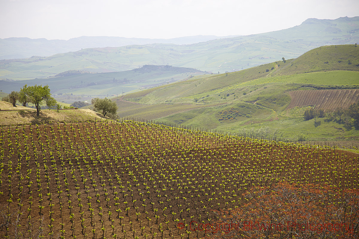 Vineyards at Tenuta Regaleali, Sicily